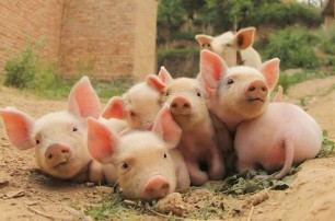 什么是豬糧比？豬糧比怎么計(jì)算？